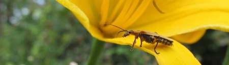 bug-on-yellow-flower-2012-06-1000x288.jpg