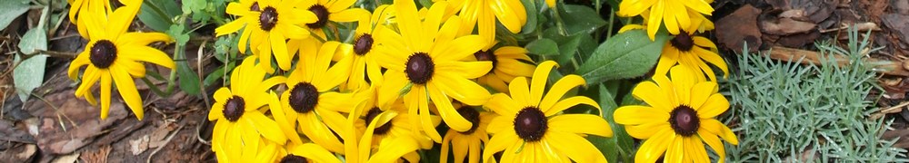 Black Eyed Susans