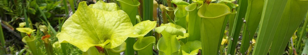 Pitcher Plants