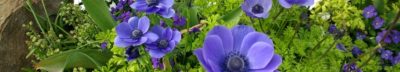 Blue anemones