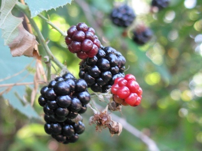 blackberries.jpg