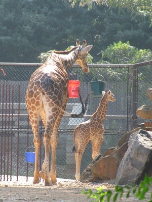 giraffe3.jpg