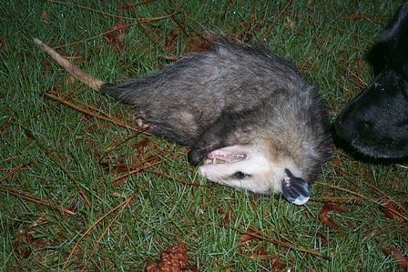 possum.jpg